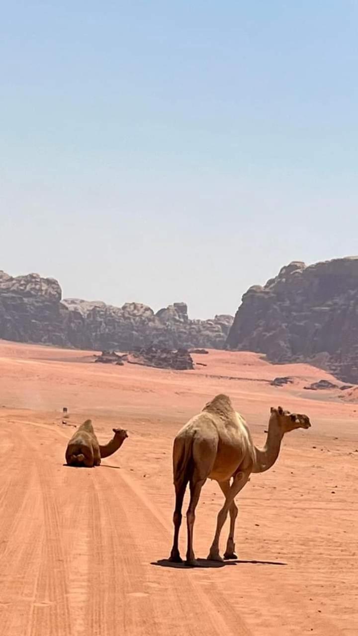 Enad Desert Camp Wadi Rum Eksteriør billede